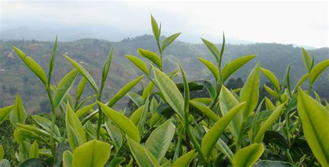 普洱茶产业发展迎来新时期 《普洱市茶产业绿色发展实施意见》解读_时政_云南频道_云南网