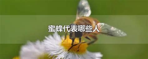 蜜蜂，意大利蜜蜂，采集花粉高清摄影大图-千库网