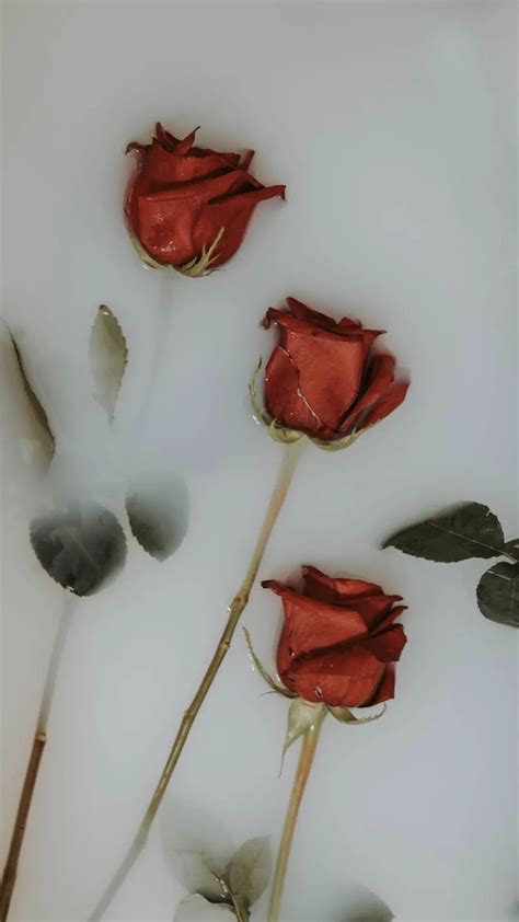玫瑰壁纸 #拥抱一朵玫瑰，需要耐心和勇气。 - 高清图片，堆糖，美图壁纸兴趣社区