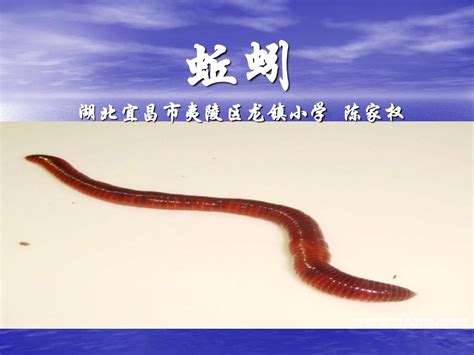 蚯蚓免费png图片 | earthworm worm PNG PNG图片 - 免费高清透明PNG图片-PNG素材下载 - PHP1.CN