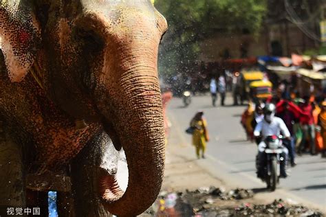 非洲大象过马路高清摄影大图-千库网
