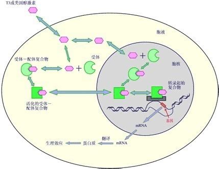 纯米胚芽提取物防治脱发的机制初探---基因表达 - 知乎