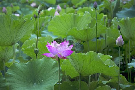 【荷花2014摄影图片】达州市达川区双庙生态摄影_阳光_太平洋电脑网摄影部落