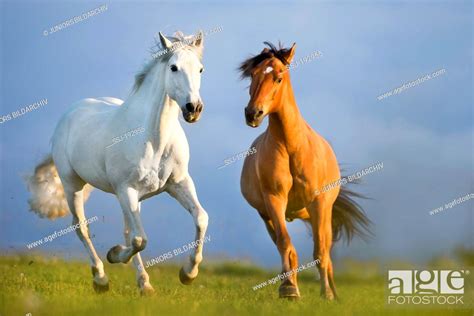 Pure Spanish Horse, Andalusian and Franches-Montagnes Horse galloping ...