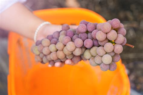 寒香蜜、早夏黑、墨姬3款早品种葡萄上市，“施泉葡萄”闪亮登场