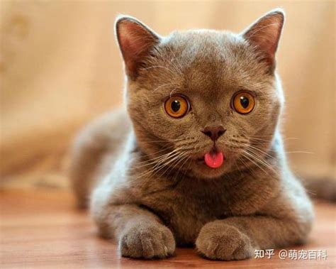 中国禁养猫品种名单，这些猫你有钱也养不了！ - 胖萌舍宠物网