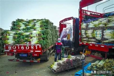 云南省元谋县蔬菜批发市场在哪里_怎么走-公交线路-淘金地农业网