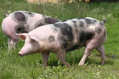 我国生猪育种行业现状|通过引种构建的三元商品猪为主的育种体系很难做到真正的独立 - 猪好多网