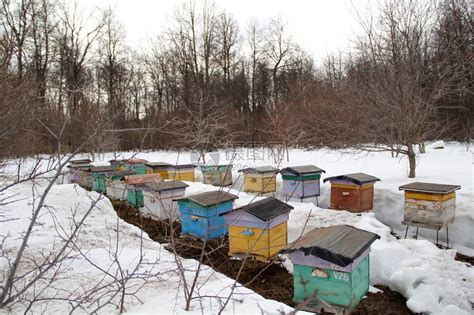 山间养蜂图,农村养蜂图片,自家养蜂图片_大山谷图库