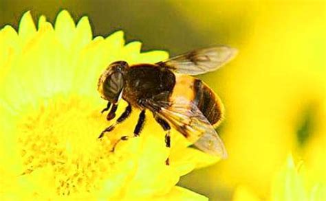 新手怎样学养蜜蜂？ 湖北天马养蜂场