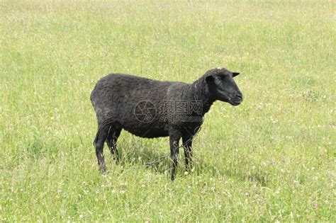 反刍动物牧草绿上放的黑羊帕特代尔小牛高清图片下载-正版图片307775432-摄图网