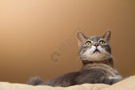 怒目对视的猫图片