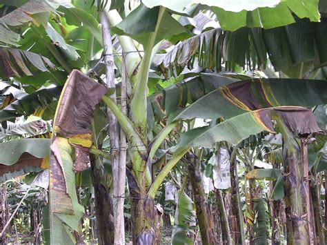 超级清晰的香蕉常见病害照片_病虫草图_191农资人 - 农技社区服务平台