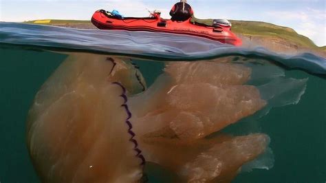 “巨无霸”水母 直径1.5米|水母|日本_凤凰资讯