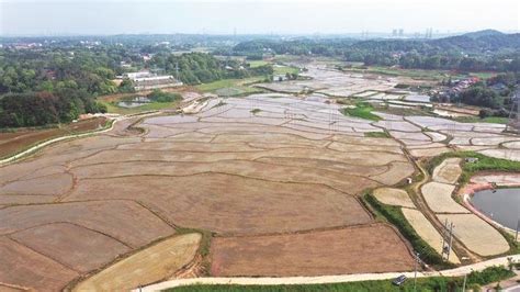 光明区全力推进农田复耕复绿 打造“高颜值”风景线_光明网