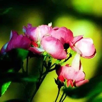 一梦醒来，院里开满蔷薇花|蔷薇花|蔷薇|叶叶柔_新浪新闻