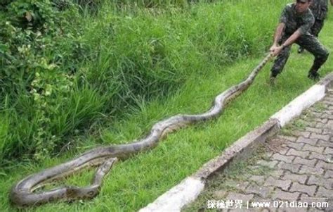 世界上最长的蛇，一条名为桂花的网纹蟒(长达14.85米)_秀站