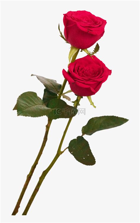 两枝红玫瑰素材图片免费下载-千库网