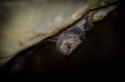 美媒：科学家在蝙蝠上新发现6种冠状病毒，粪便或为传播途径 -- 陕西头条客户端
