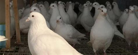 山斑鸠-非法贸易野生动物与制品鉴别-图片