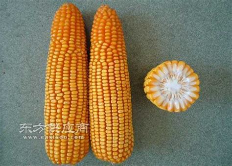 玉米种伟科931的产量，附简介-农百科