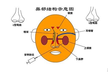 鼻子构造图解图片