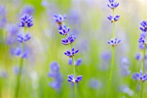 紫色的野花花朵高清图片-千叶网