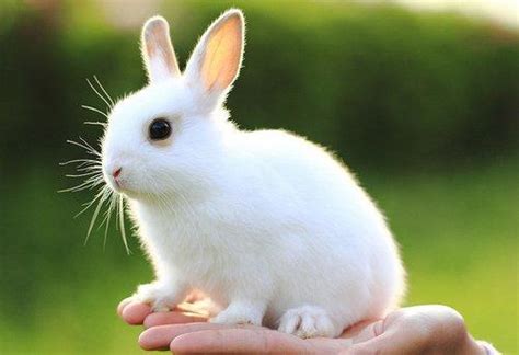 可爱动物小白兔高清摄影大图-千库网