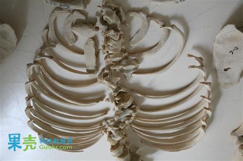 地狱边境：果壳探秘人体骨骼标本馆| 果壳 科技有意思