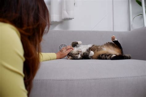 蓬松的长椅妇女留在家里客厅沙发上玩猫女孩高清图片下载-正版图片307853618-摄图网