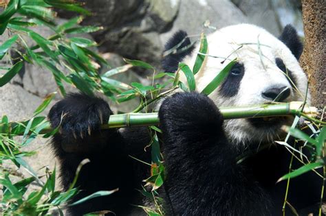 野生大熊猫为争配偶激烈打斗-大熊猫什么季节交配繁殖 - 见闻坊