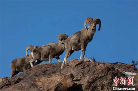 上万只蒙古野生黄羊跨越中蒙边境 场面非常壮观_新闻快讯_海峡网