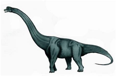 世界最大的十大恐龙 阿根廷龙位列榜首，高度达35米_排行榜123网