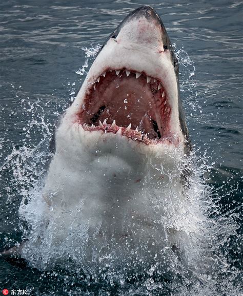 大白鲨吃人，都怪人类自己作死？如果被鲨鱼袭击怎么办？ - 知乎