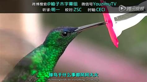 蜂鸟舌头吸花蜜的原理柚子木字幕组_高清1080P在线观看平台_腾讯视频