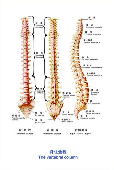 人体脊柱全面示意图-人体解剖图,_医学图库