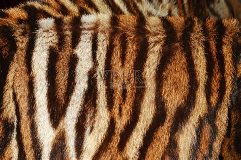 虎,姿态不雅,苏门答腊印度尼西亚,西伯利亚虎,美,水平画幅,符号,巨大的,爪子,动物身体部位摄影素材,汇图网www.huitu.com