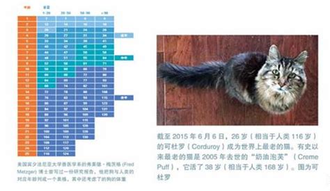 成年猫一般多少斤正常（猫咪标准体重对照表） - 胖萌舍宠物网