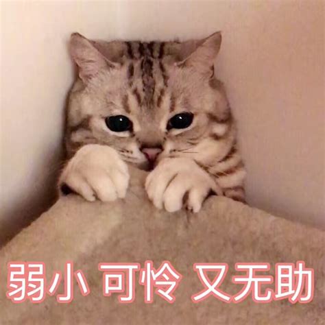无辜表情包图片
