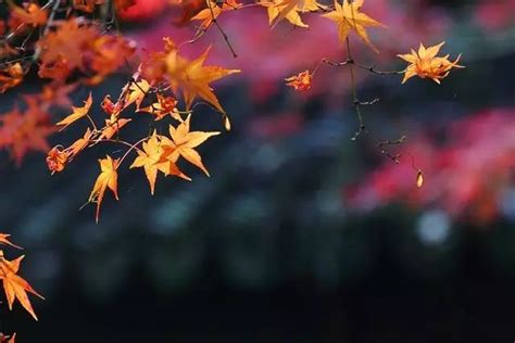 爱意弥漫在芦苇荡的秋风里「深圳情侣写真」|Photography|Portrait|摄手座DA_Original作品-站酷ZCOOL