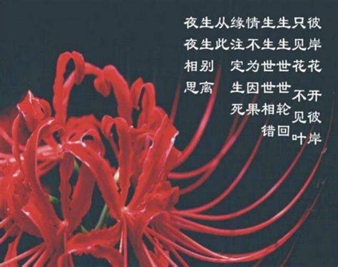 彼岸花，传说中的不灭之花（传说、寓意、象征与意义）_花植网