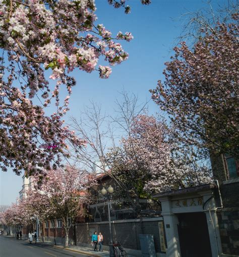 天津大理道的海棠花开啦！ 太美啦！|天津市_新浪新闻