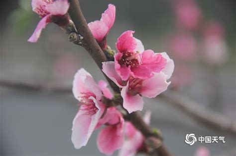 百花齐放春满园（摄影：张瑜）-山东科技大学新闻网