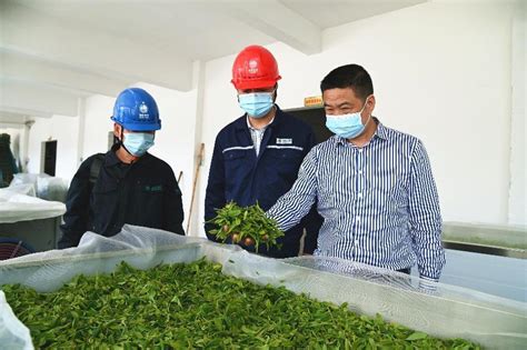 国网闽清县供电公司：电能替代助力乡村振兴 绘出美丽“茶经济”