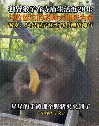 猴子喜欢吃什么 - 业百科