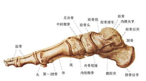 足骨部位解剖示意图-人体解剖图,_医学图库