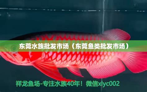 懂鱼的哥们帮忙看一下 - 观赏鱼市场（混养鱼） - 广州观赏鱼批发市场