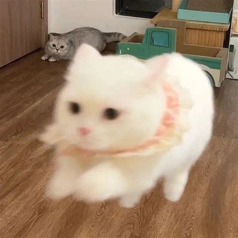 猫咪头像女生温柔霸气