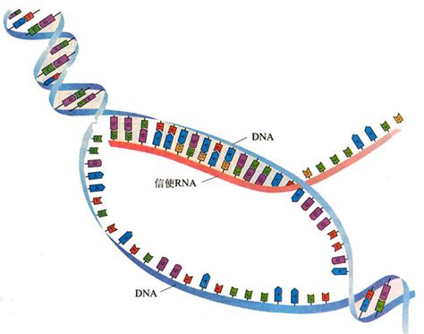 如何用gggenes画基因结构图 - 大数据 - 亿速云