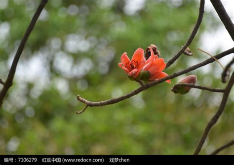 【英雄之花—红棉花（2）摄影图片】本市生态摄影_中山马龙摄影博客_太平洋电脑网摄影部落